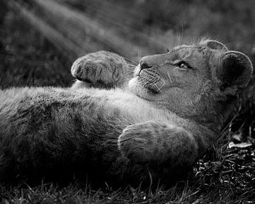 Sonnenlicht auf afrikanisches Löwenjunges von Patrick van Bakkum