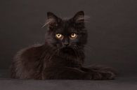 Zwarte kitten met langhaar op een zwarte achtergrond van Dagmar Hijmans thumbnail