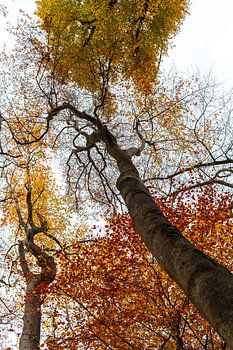 Herbstwald