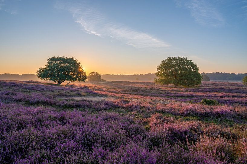 Flowering heather during sunrise by Tim Vlielander