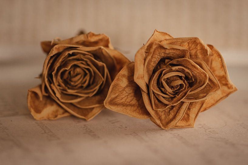 Minimalistisches Foto einer getrockneten Blume(n) von Marleen Schrijver