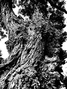 Tree Magic 88