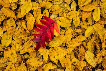 Herfstbladeren: azijnboom ontmoet beuk (geel-rood) van images4nature by Eckart Mayer Photography