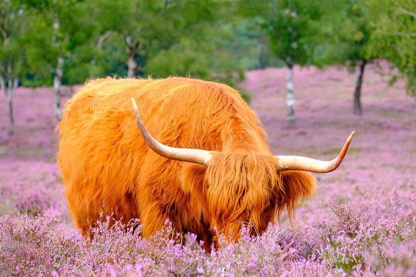 Schotse Hooglander in een bloeiend heideveld tijdens een zomerse dag van Sjoerd van der Wal