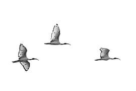 Sacred Ibis Formation by Grafo