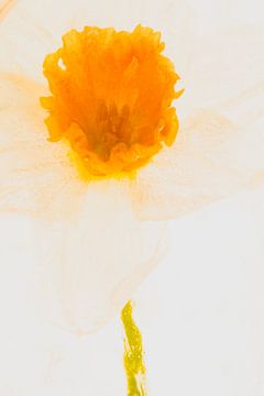 Lichte narcis in ijs van Marc Heiligenstein