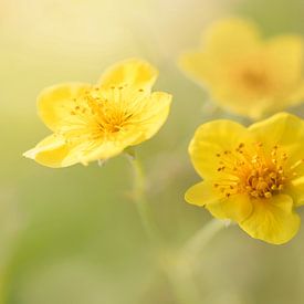 Im Weichzeichner-Effekt.2 von Alie Ekkelenkamp