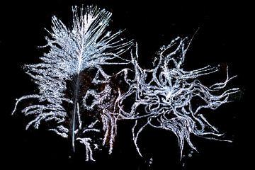 Des plumes dans la glace. sur AGAMI Photo Agency