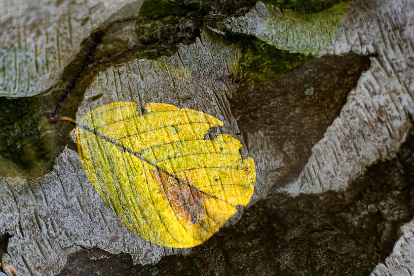 Feuille d'arbre sur écorce Art par Henk Elshout