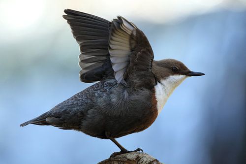 Dipper Duitsland