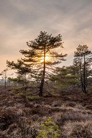 La lande noire dans le Rhön sur Holger W. Spieker