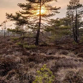 The black moor in the Rhön by Holger Spieker