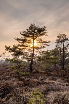 Das schwarze Moor in der Rhön