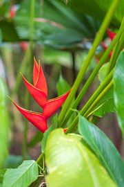 Red Heliconia in Costa Rica by Diane Bonnes