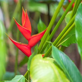 Heliconia rouge au Costa Rica sur Diane Bonnes