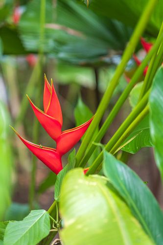 Rode Heliconia omlijst door groene bladeren