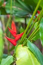 Rote Helikonie in Costa Rica von Diane Bonnes Miniaturansicht