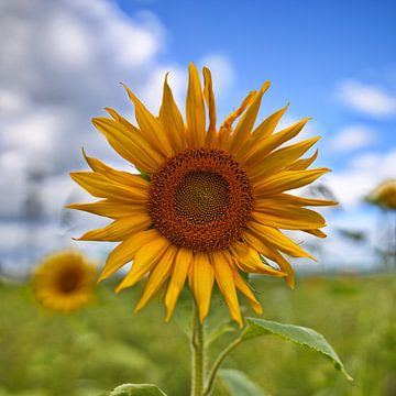Sonnenblume von Christian Harms