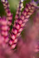 Pretty Purple II