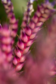 Pretty Purple II sur Jelte Bosma