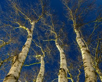 birches with white trunks against dark skies in the evening subtly illuminated by present artificial by anton havelaar