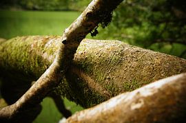 Lagoa do Congro by Pieter  Debie