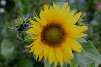 Zonnebloem