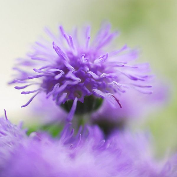 Un violet emmêlé, quelle coiffure ! par Marlies Prieckaerts