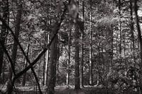 Wald 20
