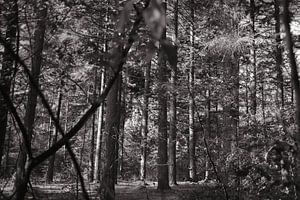 Forêt 20