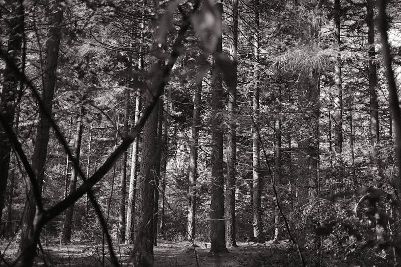 Wald 20 von Albert Hartwig