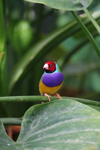 kleur tussen het groen