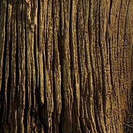 Rillen im toten Baum von Theo Felten