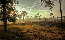 The Quin - Afferden by Guus Rameckers