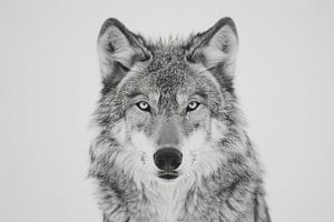 Loup