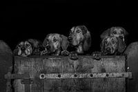 Nieuwsgierige honden over de rand van de houten deur