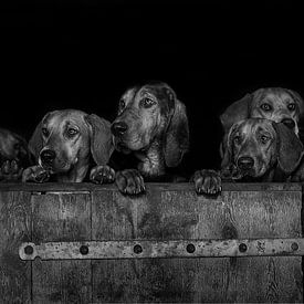 Neugierige Hunde über die Kante der Holztür von Caroline van der Vecht