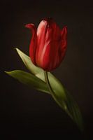 Stilleven van een rode tulp