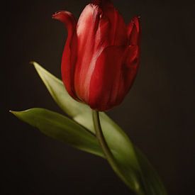 Stilleben mit einer roten Tulpe von Willie Kers