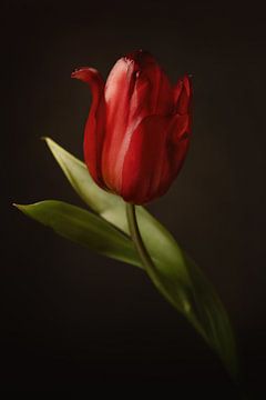 Nature morte d'une tulipe rouge sur Willie Kers