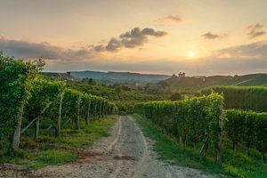 Blick auf die Weinberge der Langhe bei Sonnenuntergang, die nach Grinzane Cavour führen