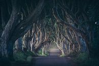 Ireland Dark Hedges in the first light by Jean Claude Castor thumbnail