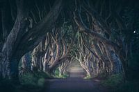 Ierland Donkere Hagen in het eerste licht