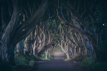 Ierland Donkere Hagen in het eerste licht van Jean Claude Castor