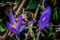 Crocus et bourdon