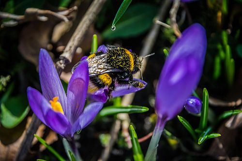 Krokus en hommel