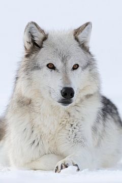 Wolf ( Canis lupus) im Winter, Frontalaufnahme eines im Schnee ruhenden Timberwolfes mit wunderschön von wunderbare Erde