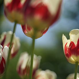 Tulpen von Marion Lucassen