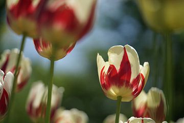 Tulpen van Marion Lucassen