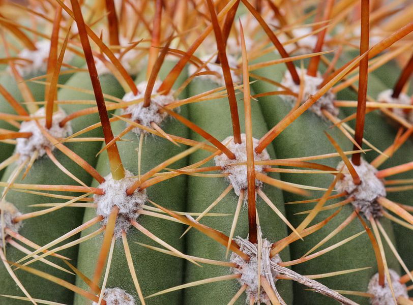 Cactus by MSP Canvas